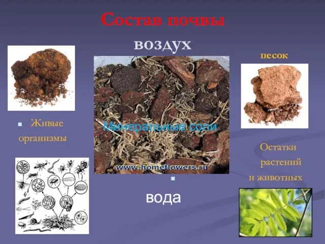 Состав почвы воздух Глина Живые организмы песок Остатки растений и животных вода Минеральные соли