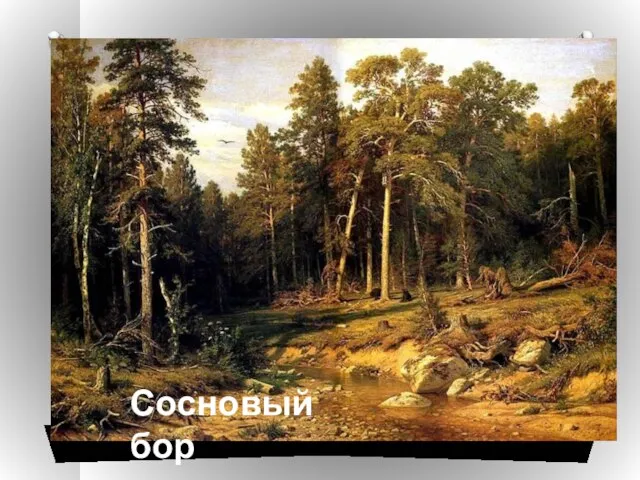 Сосновый бор.