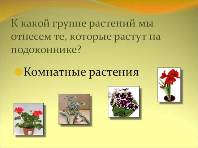 К какой группе растений мы отнесем те, которые растут на подоконнике? Комнатные растения