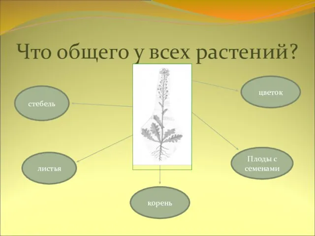 Что общего у всех растений? стебель цветок корень листья Плоды с семенами