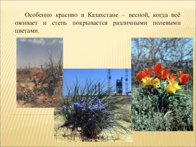 Особенно красиво в Казахстане – весной, когда всё оживает и степь покрывается различными полевыми цветами.