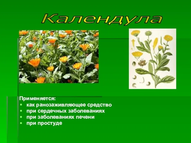 Календула Применяется: как ранозаживляющее средство при сердечных заболеваниях при заболеваниях печени при простуде