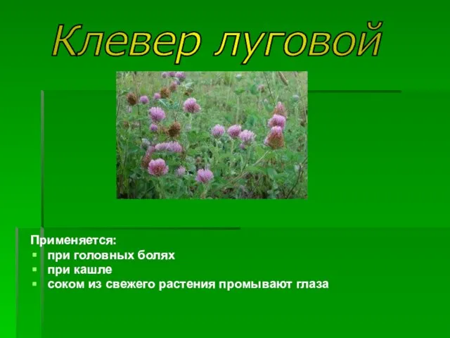 Применяется: при головных болях при кашле соком из свежего растения промывают глаза Клевер луговой