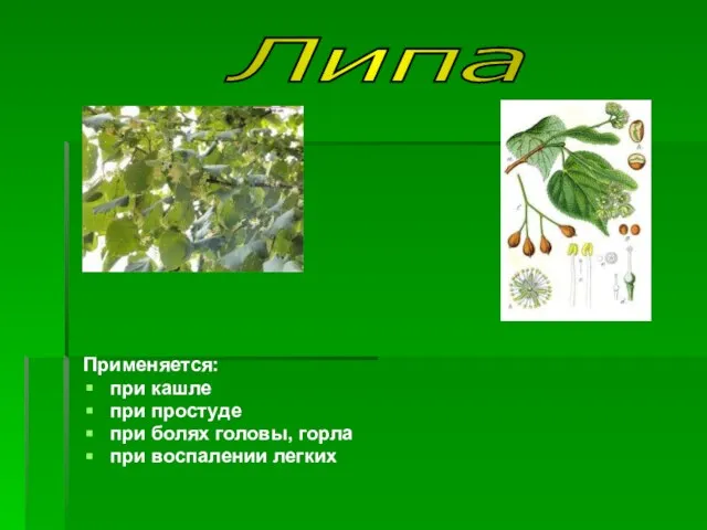 Применяется: при кашле при простуде при болях головы, горла при воспалении легких Липа