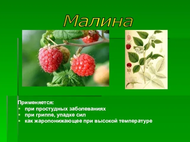 Применяется: при простудных заболеваниях при гриппе, упадке сил как жаропонижающее при высокой температуре Малина