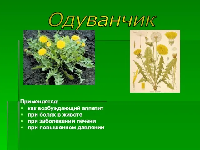 Применяется: как возбуждающий аппетит при болях в животе при заболевании печени при повышенном давлении Одуванчик