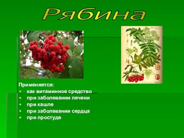 Применяется: как витаминное средство при заболевании печени при кашле при заболевании сердца при простуде Рябина