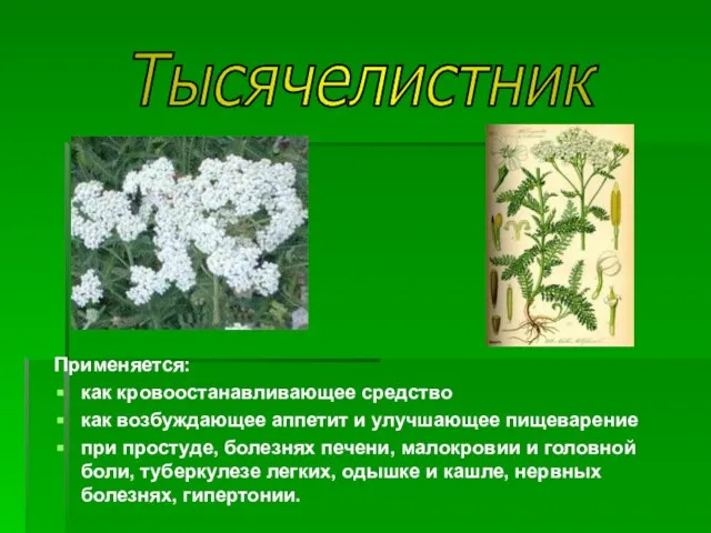 Тысячелистник Применяется: как кровоостанавливающее средство как возбуждающее аппетит и улучшающее пищеварение при