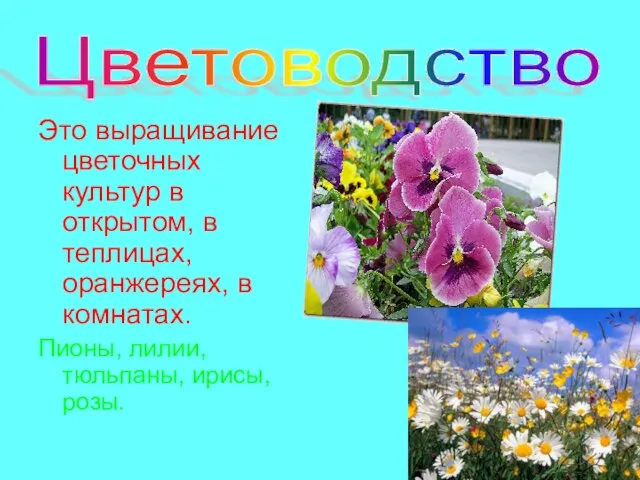 Цветоводство Это выращивание цветочных культур в открытом, в теплицах, оранжереях, в комнатах.