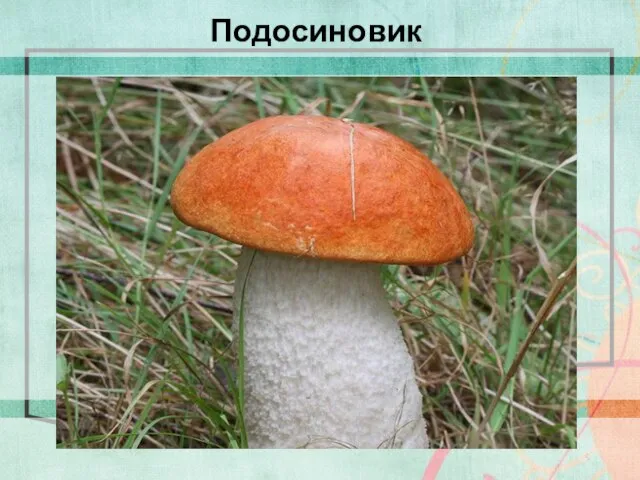 Подосиновик