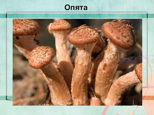 Опята