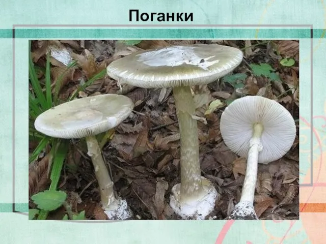 Поганки