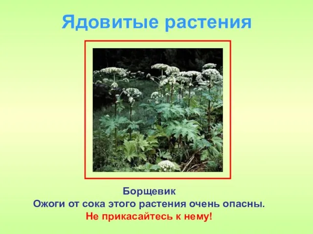 Ядовитые растения Борщевик Ожоги от сока этого растения очень опасны. Не прикасайтесь к нему!