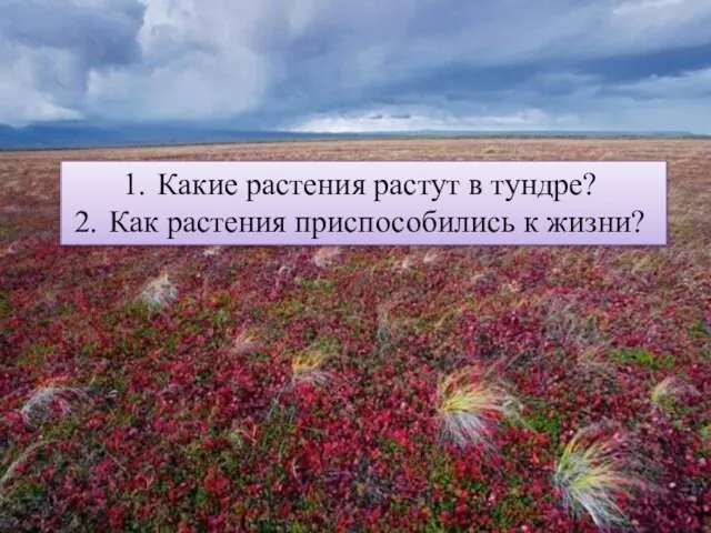 Какие растения растут в тундре? Как растения приспособились к жизни?