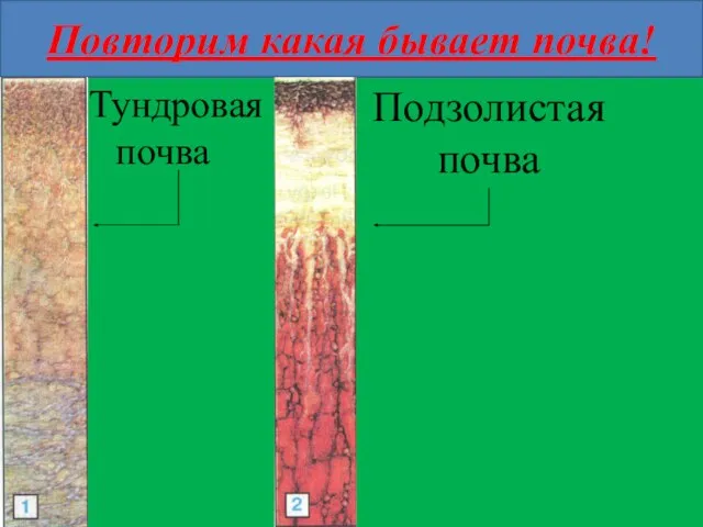 Повторим какая бывает почва! Тундровая почва Подзолистая почва