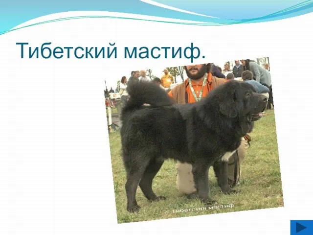 Тибетский мастиф.