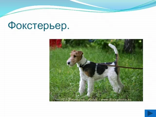 Фокстерьер.