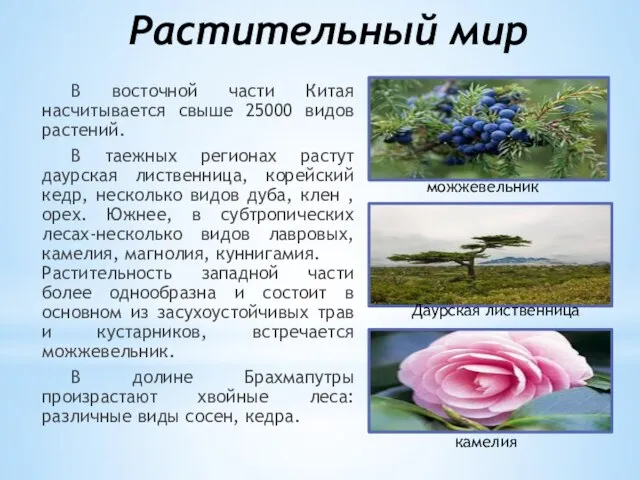 Растительный мир В восточной части Китая насчитывается свыше 25000 видов растений. В