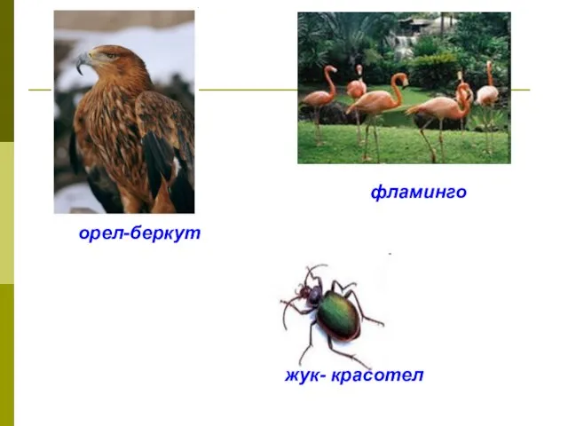 орел-беркут фламинго жук- красотел