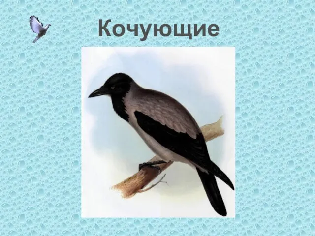 Кочующие