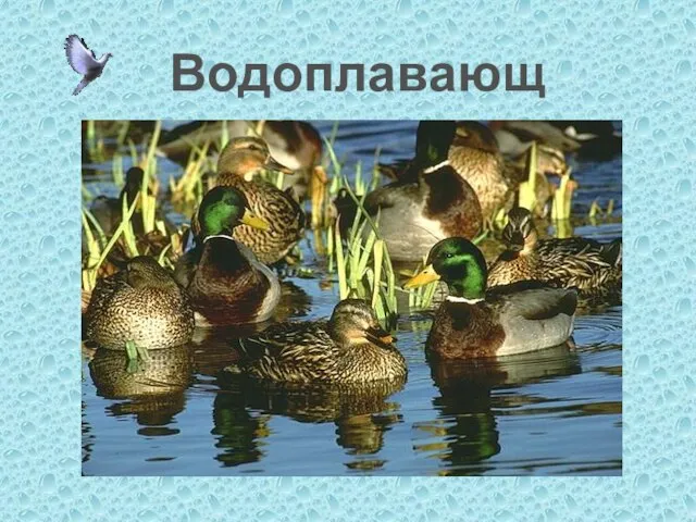 Водоплавающие