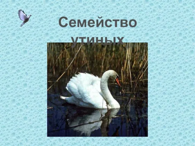 Семейство утиных