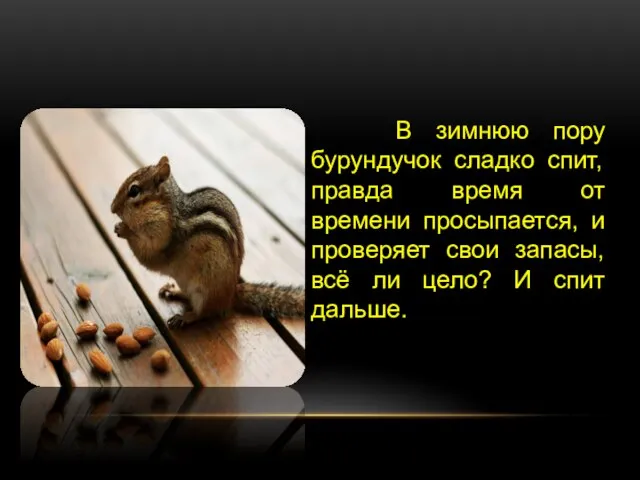 В зимнюю пору бурундучок сладко спит, правда время от времени просыпается, и