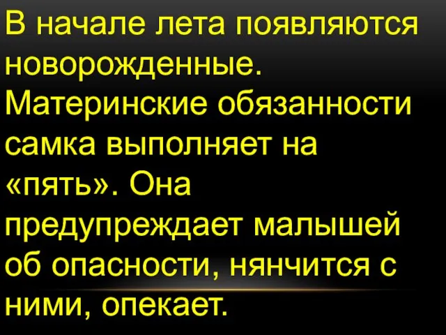 В начале лета появляются новорожденные. Материнские обязанности самка выполняет на «пять». Она