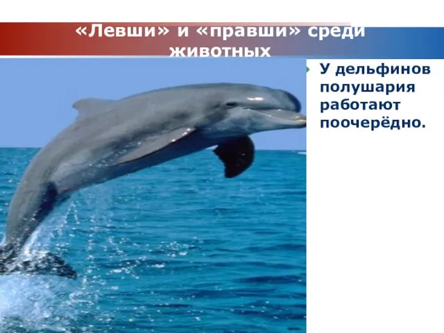 www.themegallery.com Company Logo «Левши» и «правши» среди животных У дельфинов полушария работают поочерёдно.