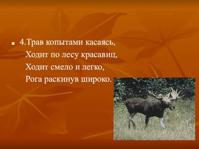 4.Трав копытами касаясь, Ходит по лесу красавиц, Ходит смело и легко, Рога раскинув широко.