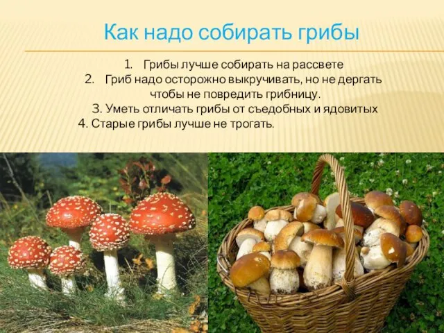 Как надо собирать грибы Грибы лучше собирать на рассвете Гриб надо осторожно