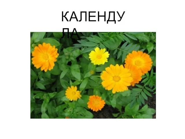 КАЛЕНДУЛА