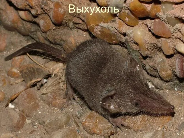 Выхухоль