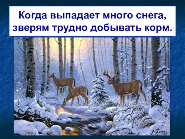 Когда выпадает много снега, зверям трудно добывать корм.