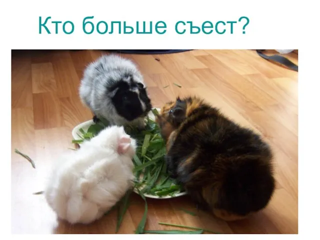 Кто больше съест?