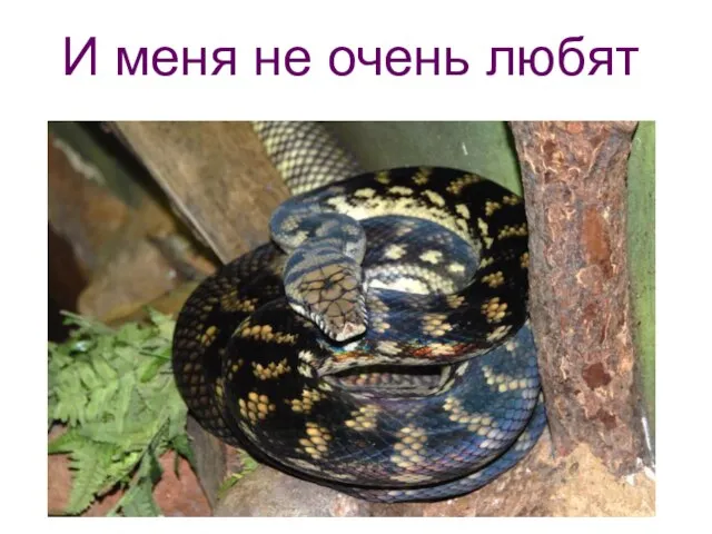 И меня не очень любят