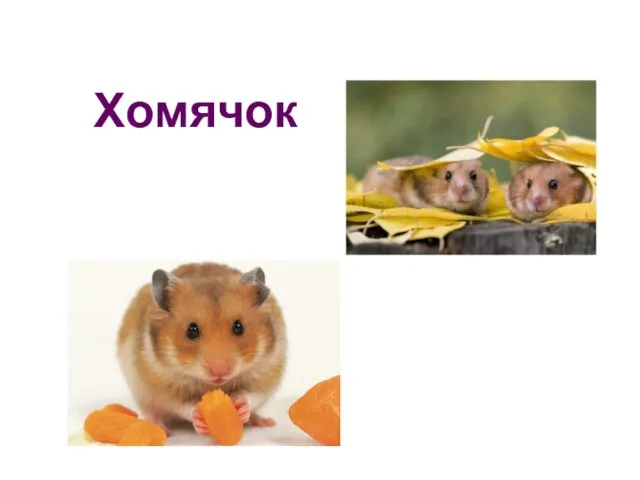 Хомячок