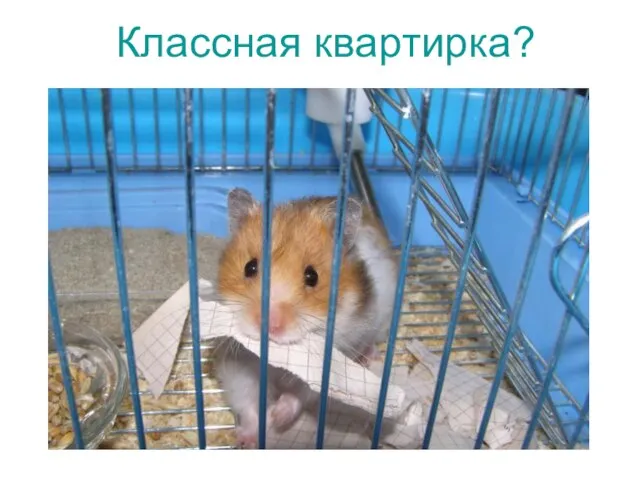 Классная квартирка?