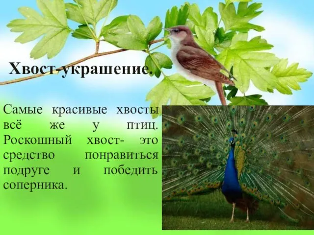 Хвост-украшение. Самые красивые хвосты всё же у птиц. Роскошный хвост- это средство