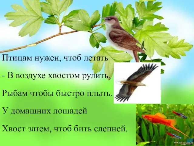 Птицам нужен, чтоб летать - В воздухе хвостом рулить, Рыбам чтобы быстро