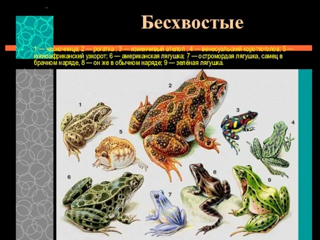 Бесхвостые 1 — чесночница; 2 — рогатка ; 3 — изменчивый ателоп