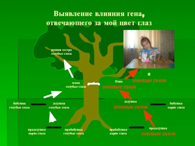 прадедушка карие глаза прабабушка голубые глаза прабабушка карие глаза прадедушка зеленые глаза