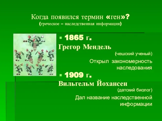 Когда появился термин «ген»? (греческое – наследственная информация) 1865 г. Грегор Мендель