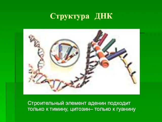 Структура ДНК Строительный элемент аденин подходит только к тимину, цитозин– только к гуанину