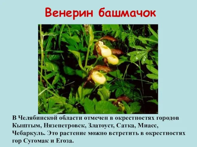 Венерин башмачок В Челябинской области отмечен в окрестностях городов Кыштым, Нязепетровск, Златоуст,