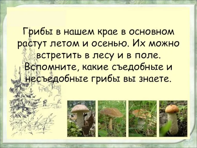 Грибы в нашем крае в основном растут летом и осенью. Их можно