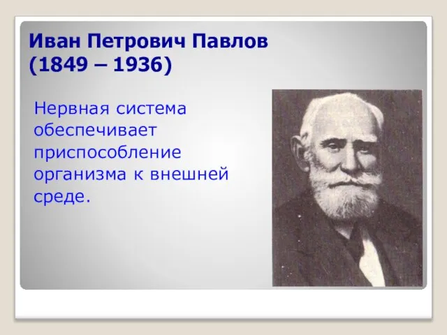 Иван Петрович Павлов (1849 – 1936) Нервная система обеспечивает приспособление организма к внешней среде.