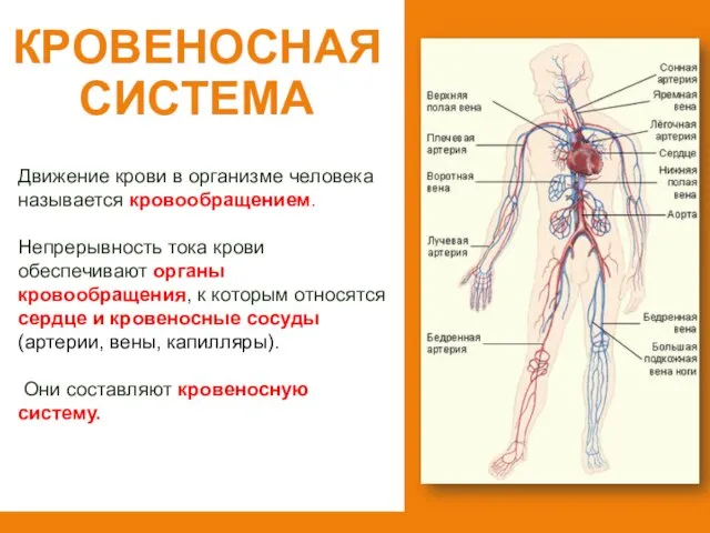 Кровеносная система Движение крови в организме человека называется кровообращением. Непрерывность тока крови