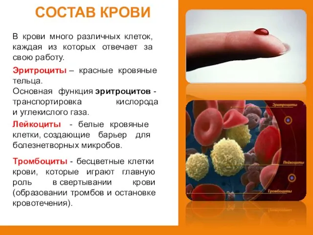 Состав крови В крови много различных клеток, каждая из которых отвечает за