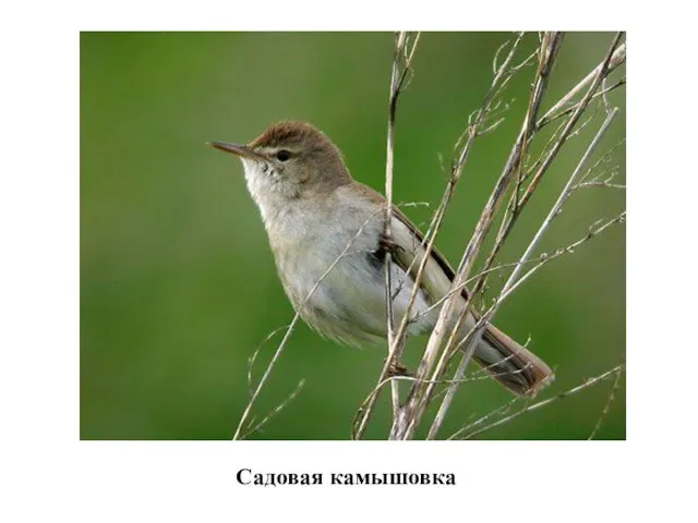 Садовая камышовка